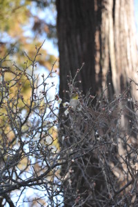 Nikon Digital Camera D700 メジロと白梅 ※蜜を食べるメジロちゃん☆梅の花の芳香は、時に人間でも美味しそうに感じるときがありますよね～(^^;