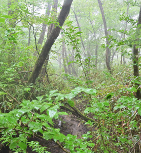 Nikon Digital Camera 盛夏の原生林＝せいかのげんせいりん＝Primeval forest in midsummer