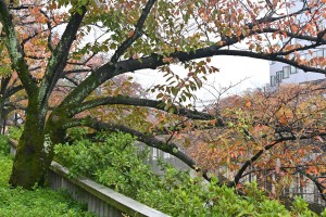 Nikon Digital Camera 苔桜と紅葉