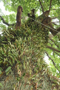 Nikon Digital Camera D700 木の幹に着生するシダ植物