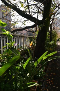 Nikon Digital Camera 極楽鳥花と紅葉の神田川＝ごくらくちょうかとこうようのかんだがわ ※極楽鳥花は別名：ストレリチア　レギネという名前です☆外でも良く育って咲いてくれるんですね♪