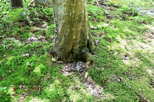 Nikon Digital Camera 楓の木と苔＝かえでのきとこけ