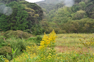 Nikon Digital Camera 背高泡立草＝せいたかあわだちそう＝Solidago canadensis var. scabra ※北アメリカ原生☆ 日本全国どこでも見られるような雰囲気の植物ですが、1900年頃に観賞用、蜜源植物として導入し、戦後に分布拡大したそうです ※国立環境研究所さんのサイトより※