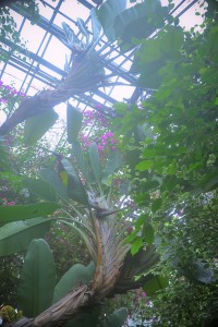 Nikon Digital Camera ストレリチア　ニコライ＝Strelizia nicolai ※幹が立って10ｍを超える大型になる植物☆ 植物園の温室にいたりします。1枚の葉の大きさが存在感たっぷり。見ごたえ◎です。 仲間に極楽鳥花(ゴクラクチョウカ)があります。
