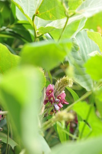 Nikon Digital Camera D700 葛の花（くずのはな） マメ科の植物で秋の七草のひとつです