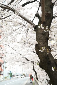 Nikon Digital Camera  北大塚のプチ観光名所☆ ※海外の方も非常に多く、思い思いのポーズを決めて楽しそうに撮影したり時間をすごしているのを見かけました(^^) 桜の素晴しき副作用ですね～♪