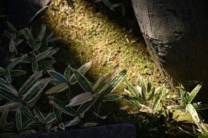 Nikon Digital Camera 冬色の隈笹＝ふゆいろのくさざさ＝Bamboo grass in winter colors