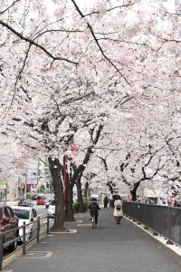Nikon Digital Camera 坂道の桜花☆