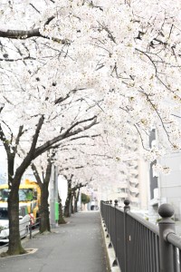 Nikon Digital Camera  北大塚の桜並木☆ ※空蝉橋近くの坂道です☆3月30日