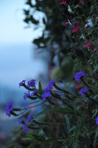 Nikon Digital Camera D700 宿根バーベナ（青い花）＆チェリーセージ（赤い花）