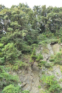 Nikon Digital Camera D700 断崖に生える針葉樹＝人為的に植えられるような場所ではないので、実生と思われます＝根の伸び方がワイルドです