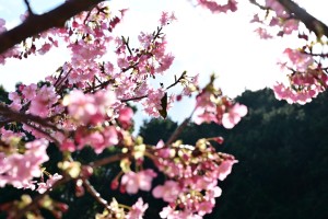 Nikon Digital Camera 桜の蜜とメジロ＝さくらのみつとめじろ