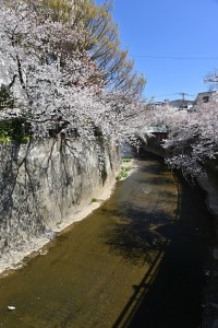 Nikon Digital Camera  川沿いの桜☆ ※石神井川沿いにかかる「板橋」という橋からの眺めです☆ 橋の名前は板橋区の由来にもなった歴史のある橋だそうです。