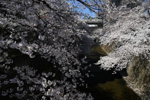 Nikon Digial Camera  川沿いの桜☆