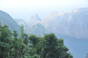 Nikon Digital Camera D700 断崖の木に絡みつく野アサガオ
