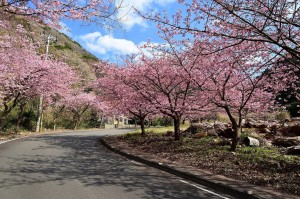 Nikon Digital Camera 桜と青空＝さくらとあおぞら
