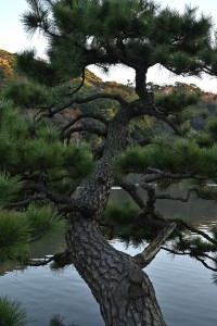 Nikon Digital Camera 黄昏の黒松＝たそがれのくろまつ＝Black pine at dusk