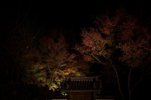 Nikon Digital Camera 夜の紅葉＝よるのこうよう＝Autumn leaves at night at横浜三渓園