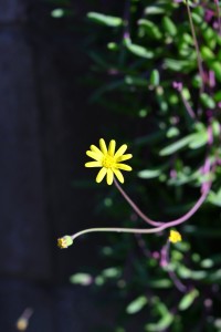 Nikon Digital Camera 三日月ネックレスのお花☆