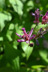 Nikon Digital Camera 杜鵑の花＝ほととぎすのはな ※ユリ科ホトトギス属の多年草☆ 丈夫で育てやすい植物です。