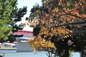 Nikon Digital Camera D700 大田市場近くの公園の桜紅葉