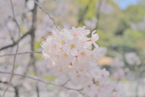Nikon Diigtal Camera 開花宣言＝かいかせんげん＝Proclamation of the flowering season