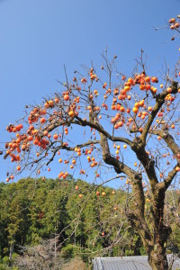 Nikon Digital Camera D700 晩秋の柿の木