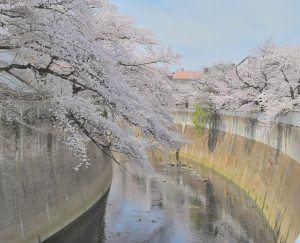 Nikon Digital Camera 開花宣言の神田川＝かいかせんげんのかんだがわ＝Row of cherry trees along Kanda River