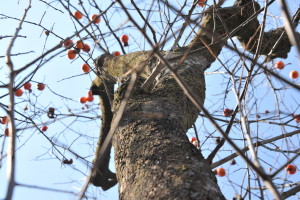 Nikon Digital Camera D700 柿の木＝かきのき