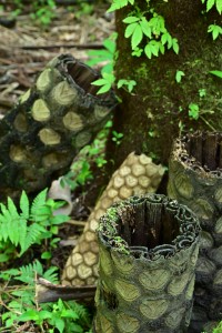 Nikon Digital Camera ヘゴの切り株 ※大型のシダ植物☆ 園芸用の資材として人気なことが知れると、多くのヘゴが伐採されたそうです。 
