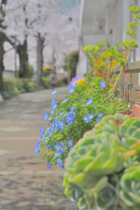 Nikon Digital Camera 青いネモフィラ＝あおいねもふぃら＝Blue-blooming nemophila