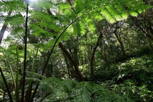 Nikon Digital Camera リュウビンダイと林 ※湿度の高い場所に生える大型シダのリュウビンダイ☆