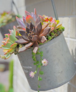 Nikon Digital Camera 多肉植物の寄せ植えとグリーンネックレスの花＝Succulent Flower