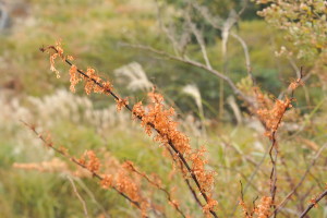 Nikon Digital Camera D700 晩秋のイタドリ ※東アジア原生のイタドリは生長がはやく非常に強健。晩秋の茶色く変化していく姿も大変魅力的ですね☆よく見るとタネがハート形をしております♪