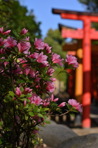 Nikon Digital Camera 根津神社＝ねづじんじゃ＝Nezu Shrine ※芽吹きの季節は自然いっぱい♪桜が終わってもツツジ→アジサイと季節の移ろいを楽しませてくれます☆ 隣の区の文京区さんにある根津神社。 そのツツジの美しさも有名です♪ つつじ苑は午前9：30からですが、神社は午前6：00から入れるので、ゆっくりしたい方は早く訪問してみるのも◎かもしれませんね(^^) http://www.nedujinja.or.jp/tutuji/tutuji.htm