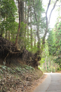 Nikon Ditigal Camera D700 山道の木の根 ※こんなにえぐれてるのに、倒木しないなんて凄いバランスですね☆木も生きるためになんとか頑張っているのでしょうね(^^;