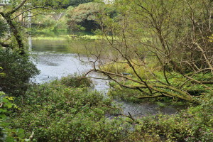 Nikon Digital Camera D700 湿地の植物群