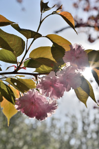 Nikon Digital Camera 八重桜＝やえざくら＝Double Cherry Blossoms