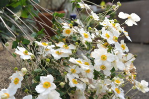Nikon Digital Camera D700 秋明菊＝しゅうめいぎく ※名前は菊とついておりますが、キンポウゲ科の植物です。多年性です。