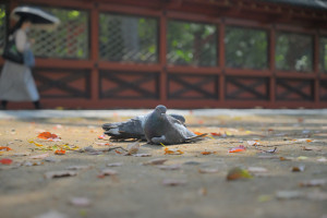 Nikon Digital Camera 春落ち葉と鳩＝はるおちばとはと＝Spring Fallen Leaves and Doves