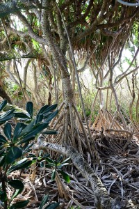 Nikon Digital Camera パンダナス ※名前のとおり、気根（きこん）と呼ばれる根がその雰囲気を出しています☆ 天に向かって広げる枝もまた素敵です♪