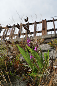 Nikon Digital Camera 紫蘭と千登世橋＝しらんとちとせばし＝ and Chitose Bridge ※ラン科シラン属の多年草☆石積みのスキマから生える植物に落ち葉が積もり、そこに他の植物が生育するということが散見されておりました(^^; クルマの通行量が多いのにも関わらずシランもシダも生き生きとしているように感じました。 ちなみに、この千登世橋近辺から豊島区役所に向けて、混雑緩和のための地下道が作られているそうです。竣工が楽しみですね♪