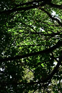 Nikon Digital Camera 原生林の木陰＝げんせいりんのこかげ ※カクレミノという種類の木です☆葉っぱのカタチが特徴的です。