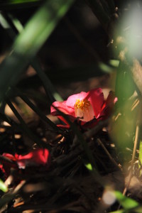 Nikon Digital Camera D700 光る椿＝ひかるつばき ※ヤブに落下したツバキの花が木漏れ日に当たって、まるで光っているようでした☆ 