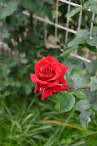 Nikon Digital Camera 薔薇＝ばら＝Red Roses