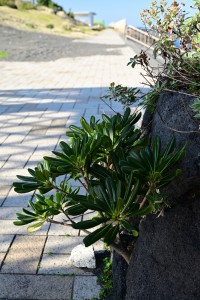 Nikon Digital Camera トベラ ※トベラ科トベラ属の常緑低木☆ 潮風や乾燥に強いので、植物にとって過酷な環境の海岸などでもよく育ちます。