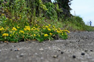 Nikon Digital Camera 都草＝みやこぐさ ※マメ科ミヤコグサ属☆ 北海道～琉球の道ばたや海岸などの日当たりで見られる品種。 外来種のセイヨウミヤコグサとの見分け方は、花の数です。 1-3個ついているのがミヤコグサ。 3-7個ついているのがセイヨウミヤコグサ。 だそうです♪ 地面を這うように生える植物ですので、観察する際は色々と要注意でお願いいたします(^^;