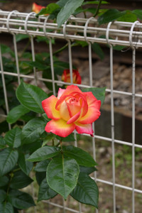 Nikon Digital Camera 薔薇＝ばら＝The Roses
