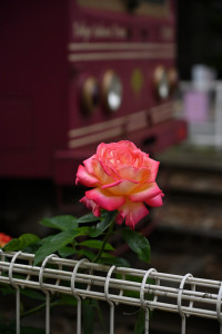 レトロな路面電車が通る南大塚都電沿線のばら祭りにぜひお越しになってみませんか(^^)/ バラの芳香に包まれて、しばし日常から離れることができるかもです♪