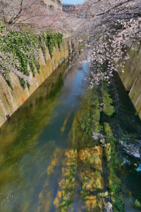Nikon Digital Camera 神田川＝かんだがわ＝Kanda River ※2020年（令和二年）の画像です☆もはやwithコロナですが、春の陽ざしを楽しみながら、ゆっくり深呼吸してみたいですね♪